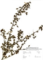 藏品(燈稱花)的圖片